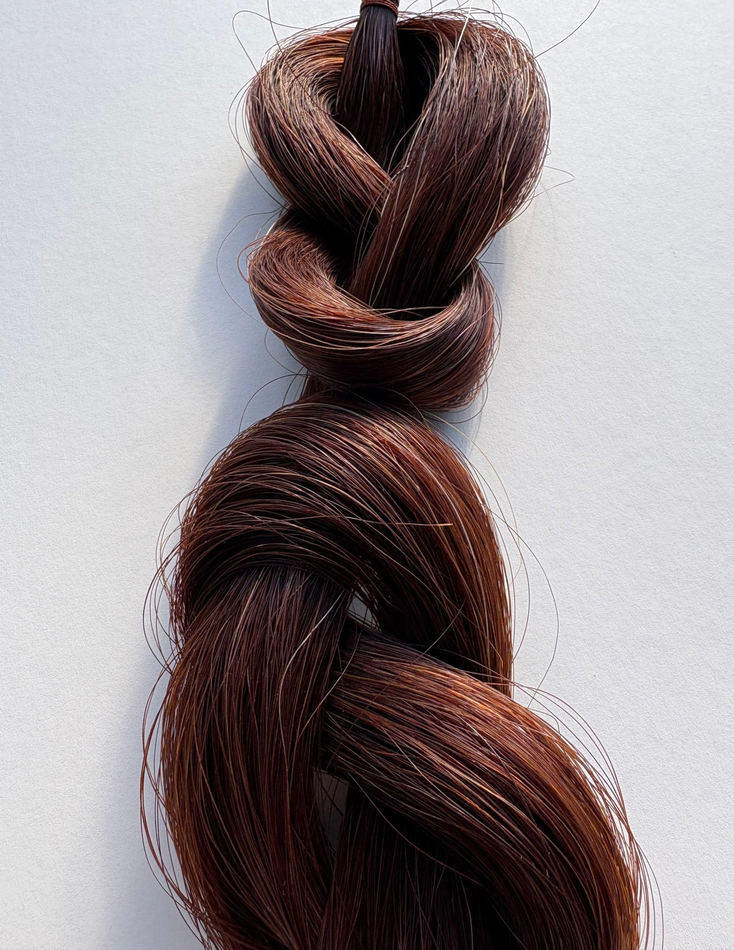 Brown Tail Horsehair